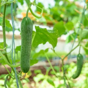 Salatgurken im Gewächshaus anbauen Tipps für reiche Ernte