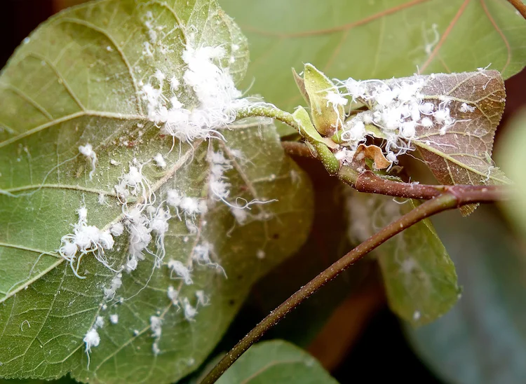 Schädlinge in Blumentöpfen - weiße Fliegen ernähren sich von der Unterseite der Blätter