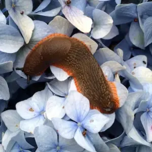 Schnecken sind ein weiterer Schädling, der die Blätter Ihrer Hortensien angreifen kann