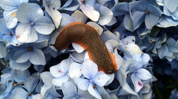 Hortensie Schädlinge - Schnecken sind ein weiterer Schädling, der die Blätter Ihrer Hortensien angreifen kann