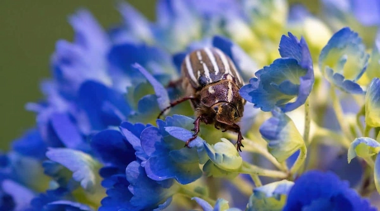 Schwärme von Käfern können eine ganze Pflanze innerhalb weniger Tage vernichten