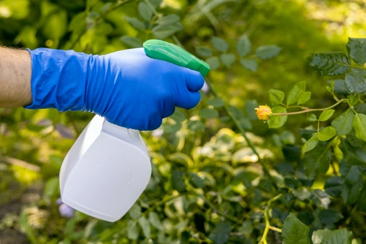 Seife in Sprühflasche gegen Blattläuse auf Rosen und andere Pflanzen
