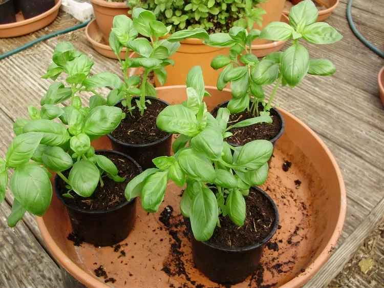 Setzen Sie die neu gepflanzten Basilikumpflanzen an einen sonnigen Standort
