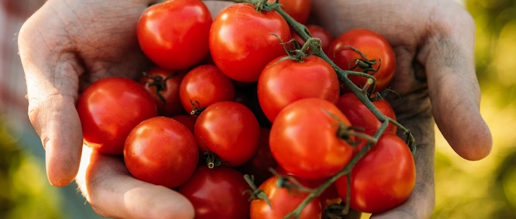 Sie können Tomaten anbauen, die gegen die Pilzerkrankung resistent sind