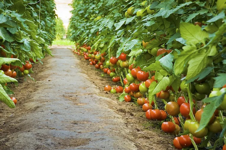 You need to fertilize tomato plants, even while growing seedlings