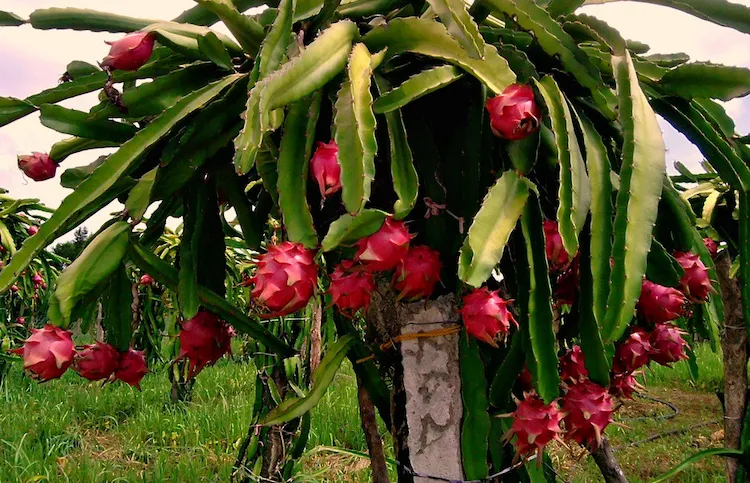 Sobald Ihre Drachenfrucht Pflanze zwölf Zentimeter hoch ist, braucht sie ein Stützsystem