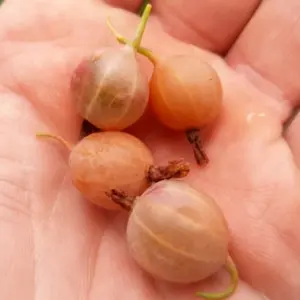 Stachelbeeren fallen ab - Probleme mit Früchten und ihre Ursachen