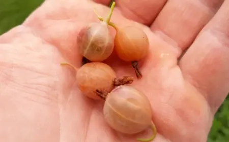 Stachelbeeren fallen ab - Probleme mit Früchten und ihre Ursachen