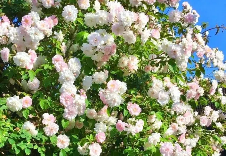 Strauchrosen für Halbschatten Sorte Pauls Himalayan Musk Rosa