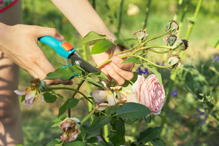 verblühte rosen