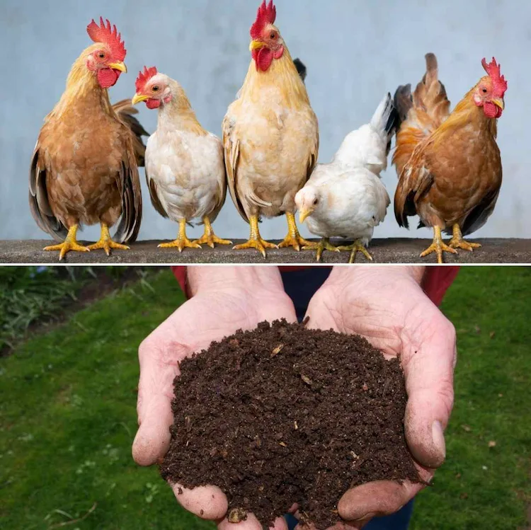 Make your own chicken manure from tomato manure - quickly and easily