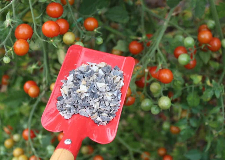 Make your own tomato fertilizer - useful natural recipes
