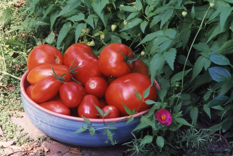 Tomaten Dünger selber machen, um gute Ernte zu erzielen