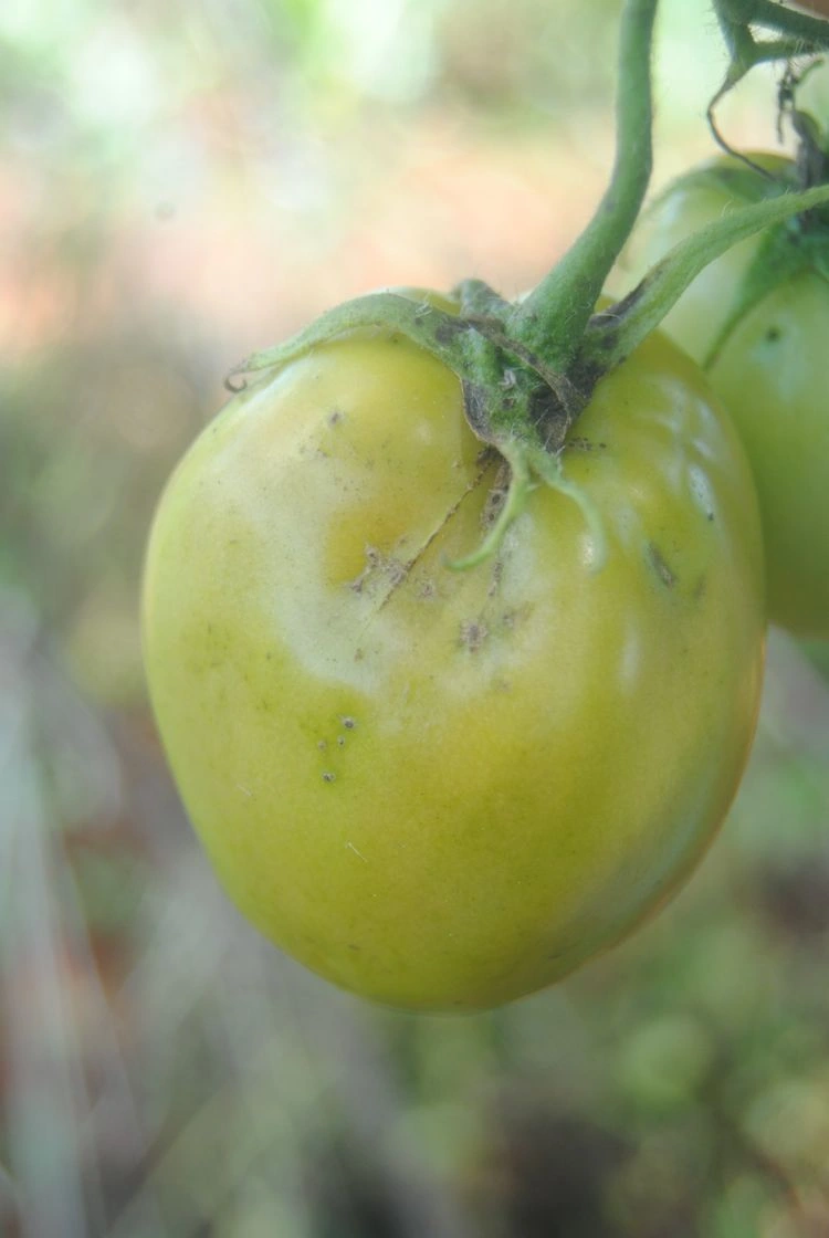 Tomaten-Schädlinge erkennen - Thripse - schwarze Fliege