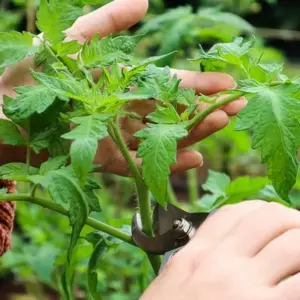 Tomaten-Triebe abschneiden - späte Saison