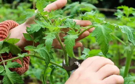 Tomaten-Triebe abschneiden - späte Saison