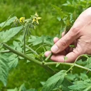 Tomaten ausgeizen - Tipps, wie Sie das richtig machen