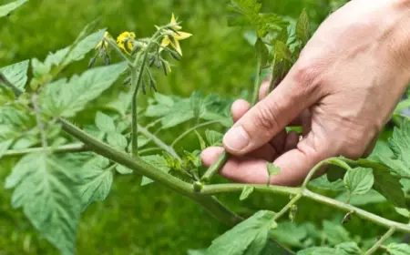 Tomaten ausgeizen - Tipps, wie Sie das richtig machen