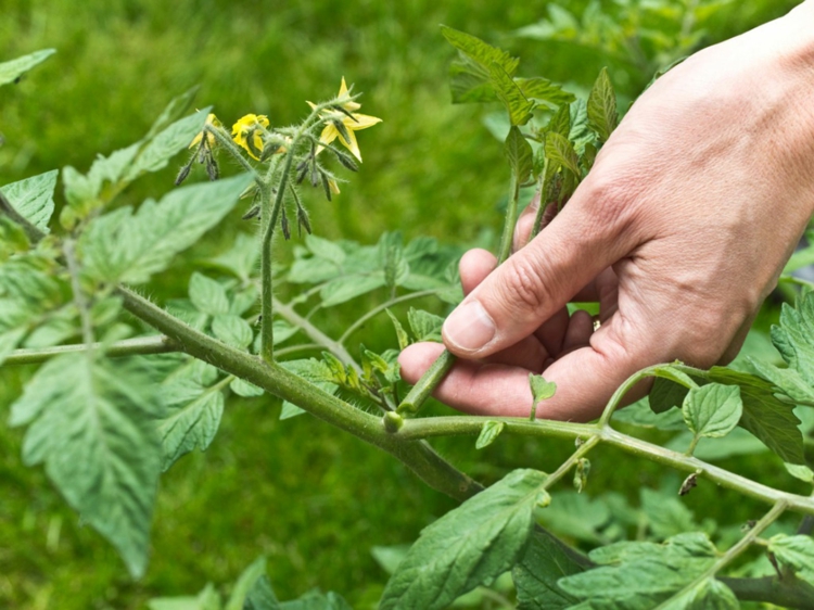 Tomaten ausgeizen - Tipps, wie Sie das richtig machen