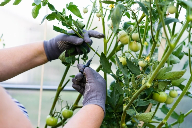 Tomaten ausgeizen und nur die Haupttriebe wachsen lassen