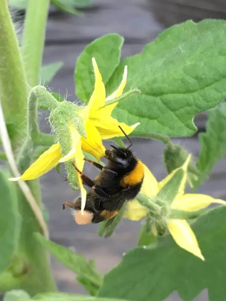 Tomaten bestäuben mit Bienen anlocken auf Balkon