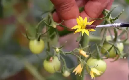 Tomaten bestäuben mit einem weichen Pinsel