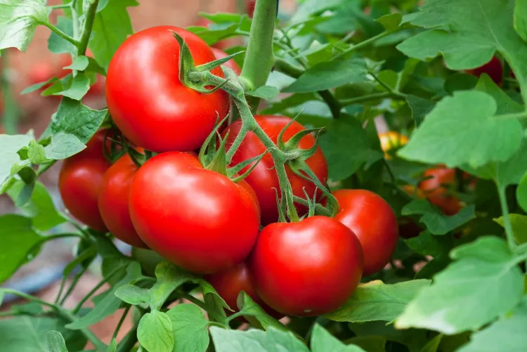 Tomaten düngen mit Backpulver Natron im Garten als Dünger