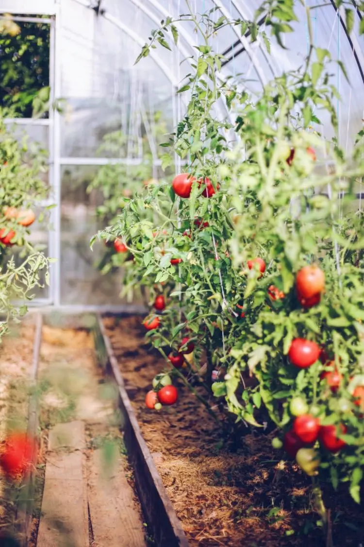 Tomaten im Gewächshaus pflanzen und bestäuben