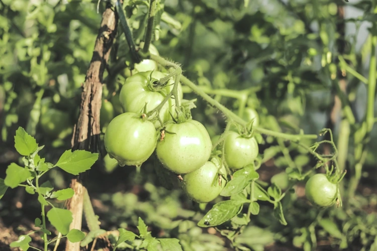 Tomaten richtig pflegen - Der Standort und Schnitt sind wichtig