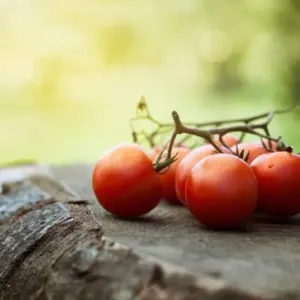 Tomaten richtig pflegen - Vermeiden Sie diese Fehler bei Tomatenpflanzen