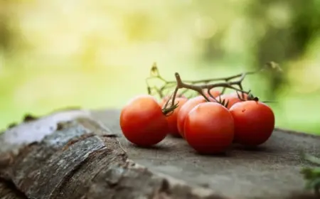 Tomaten richtig pflegen - Vermeiden Sie diese Fehler bei Tomatenpflanzen