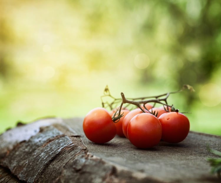 Tomaten richtig pflegen - Vermeiden Sie diese Fehler bei Tomatenpflanzen