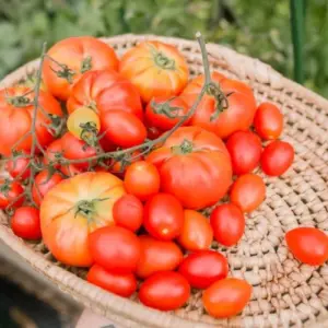 Tomaten verschiedene Sorten vorziehen und kultivieren