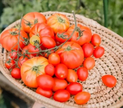 Tomaten verschiedene Sorten vorziehen und kultivieren