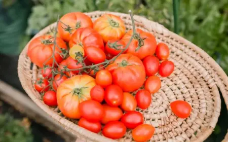 Tomaten verschiedene Sorten vorziehen und kultivieren
