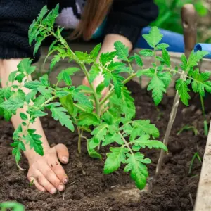 Tomatenpflanzen brauchen Dünger in allen Wachstumsperioden