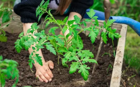 Tomatenpflanzen brauchen Dünger in allen Wachstumsperioden