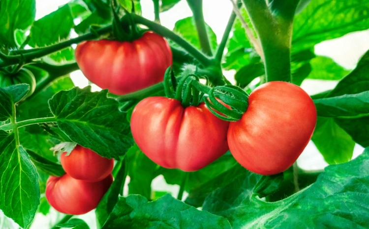 Tomatenpflanzen pflegen im Sommer - Auslichten gegen Pilzkrankheiten