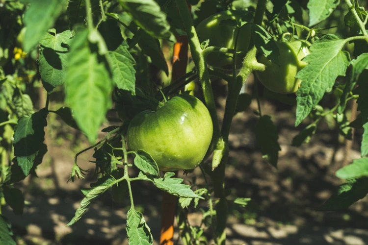 Tomatenpflanzen schneiden für eine reiche Ernte Ende Sommer