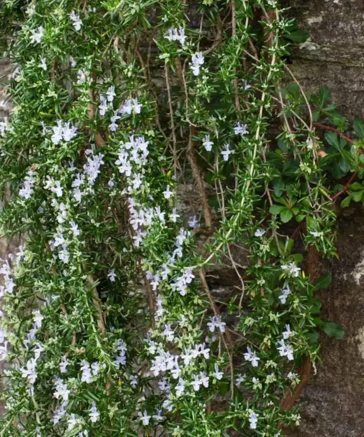 Trockenmauer mit sonnenliebenden Kräutern bepflanzen Rosmarin