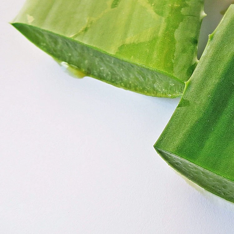 Um frische Aloe-Blätter zu verwenden, schneiden Sie zunächst die äußeren Blätter von der Basis der Pflanze ab