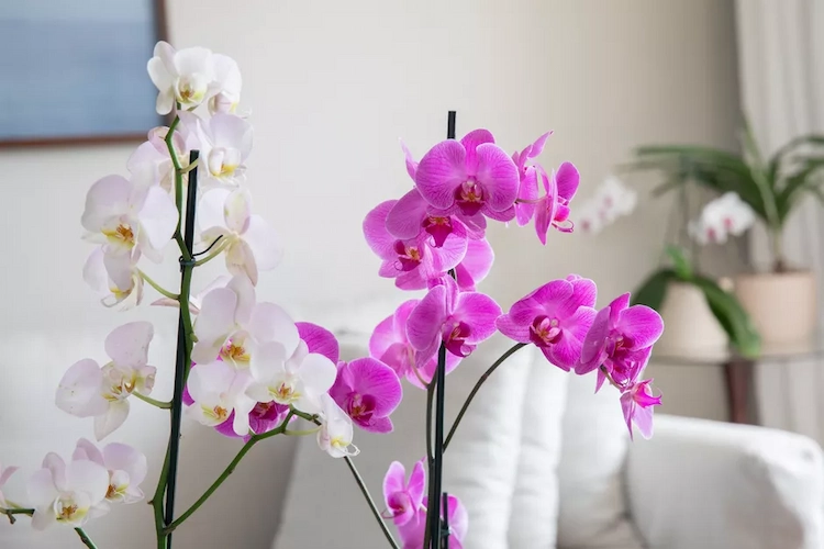 Es ist notwendig, Orchideen vor ständiger direkter Sonneneinstrahlung zu schützen