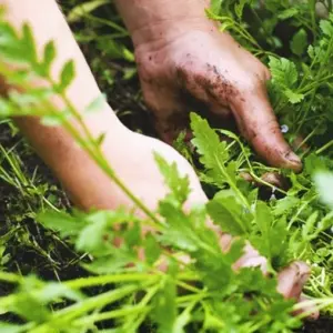 Unkraut verwerten als Naturhelfer - Es kann Ihnen Geld sparen