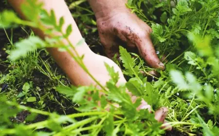 Unkraut verwerten als Naturhelfer - Es kann Ihnen Geld sparen