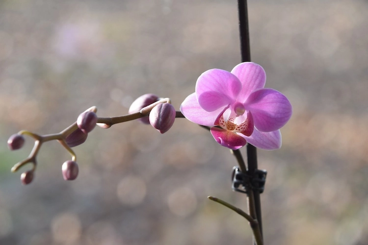 Vertrocknete Orchideen umtopfen oder verpflanzen