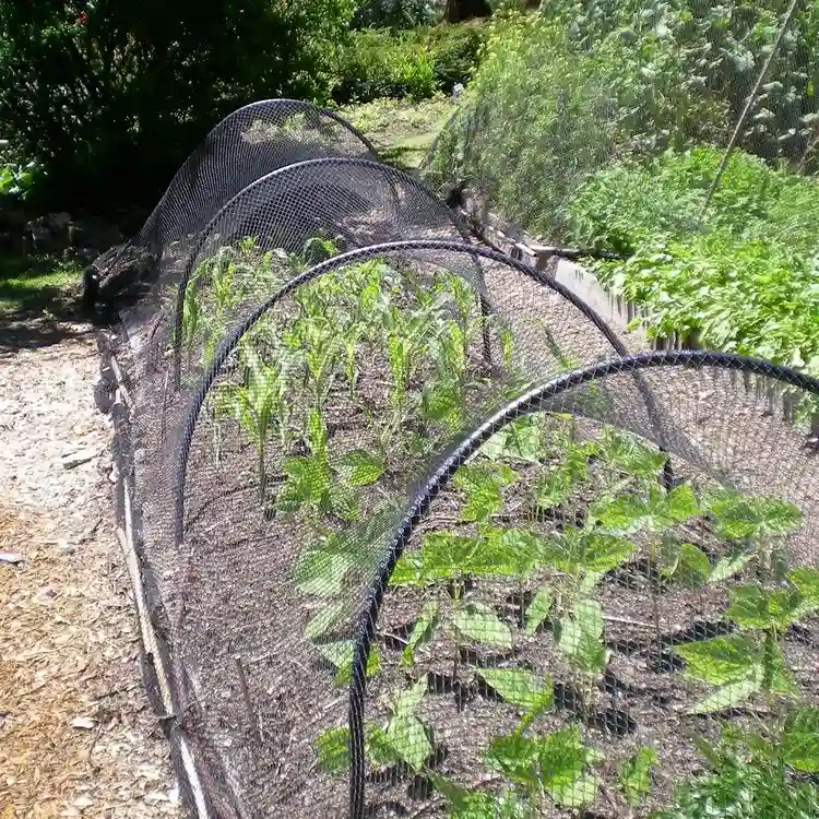 Bird protection with a plant protection net - tips for your garden