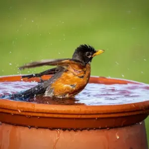 Vogeltränke für den Balkon kann man sehr einfach selber machen