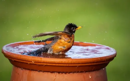 Vogeltränke für den Balkon kann man sehr einfach selber machen