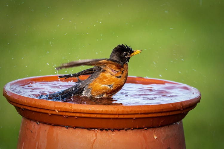 Vogeltränke für den Balkon