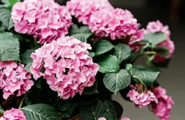 Von Hortensien die Farbe ändern - Tipps zum Düngen und Färben der Blüten